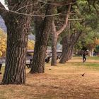 Viale alberato, giardini di Germignaga