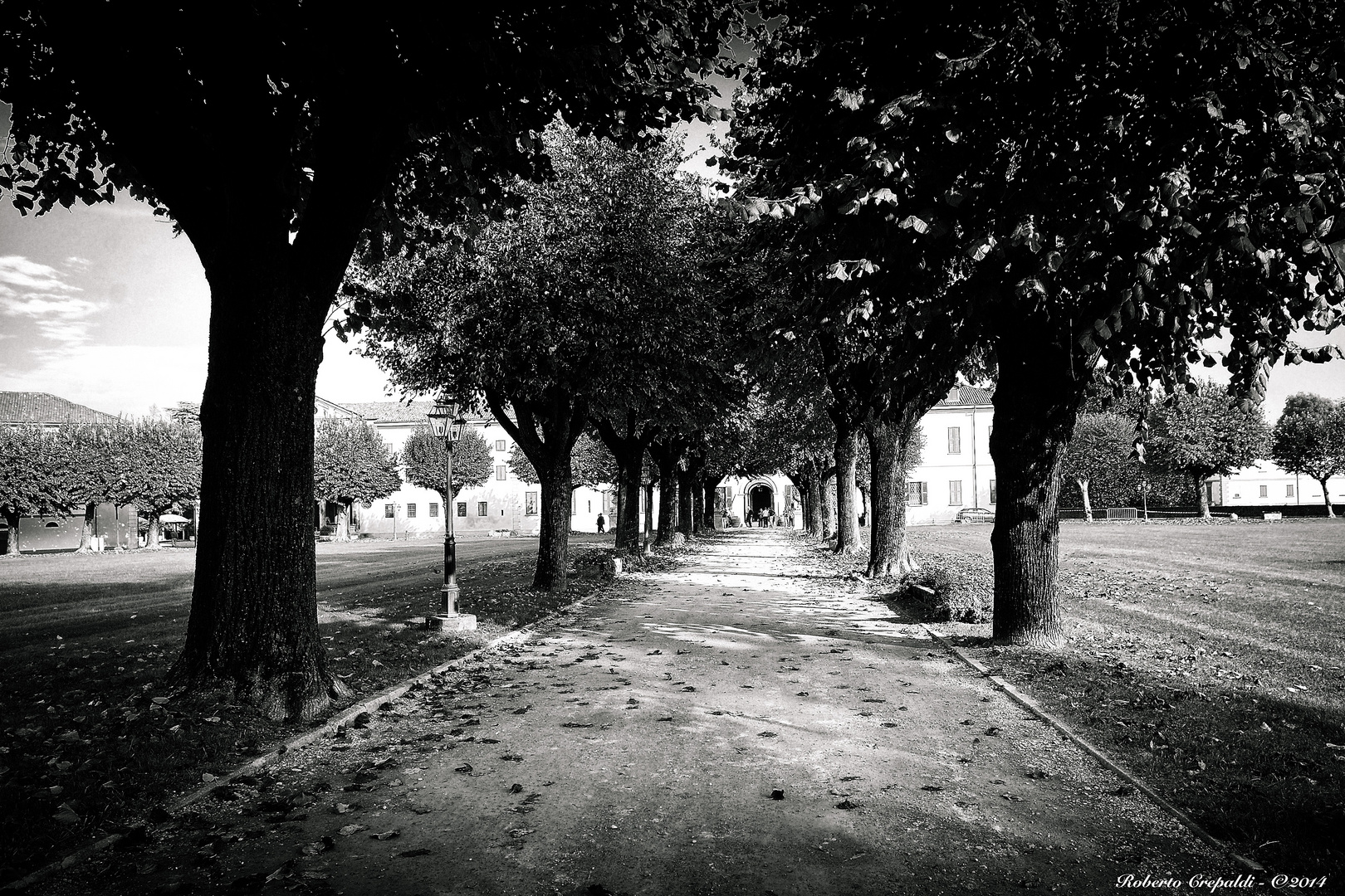 Viale alberato in bn