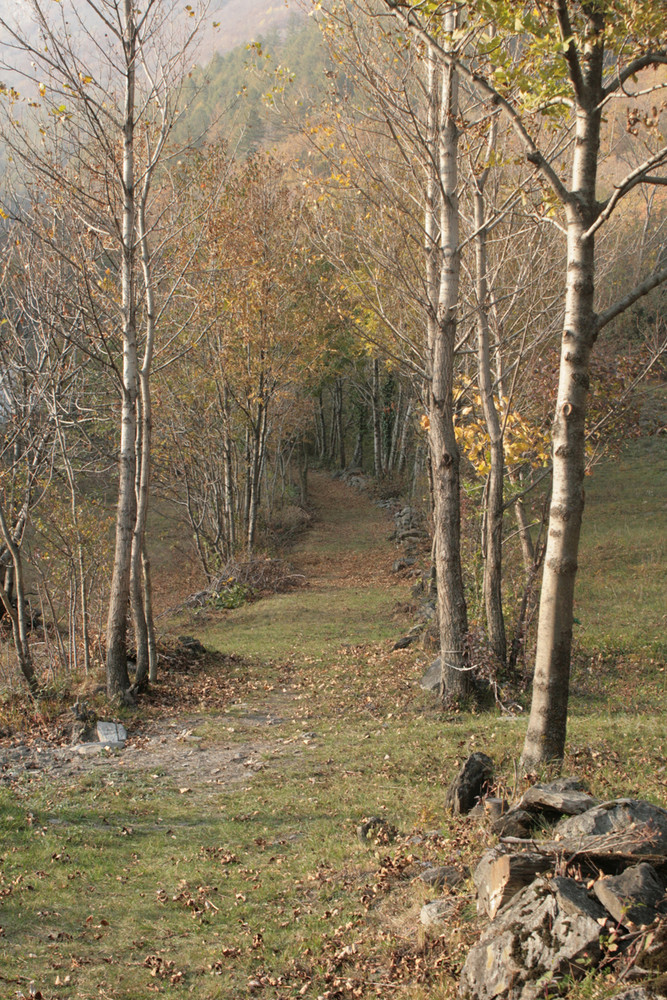 Viale alberato nelle Alpi