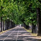 Viale alberato, Vercelli