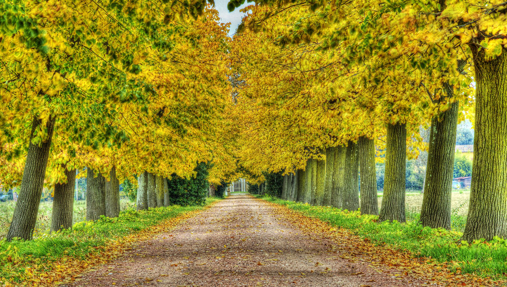 Viale autunnale