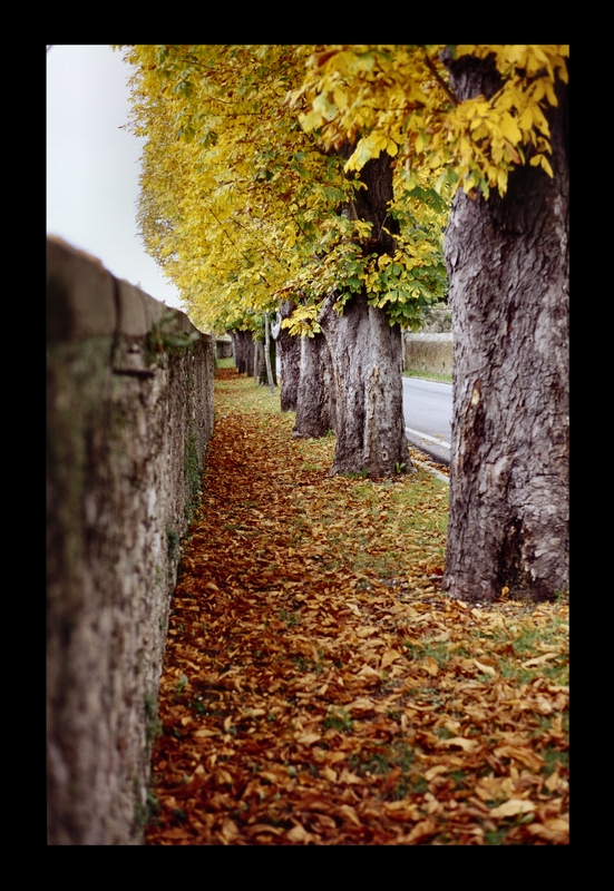 Viale autunno