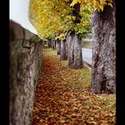 Viale autunno