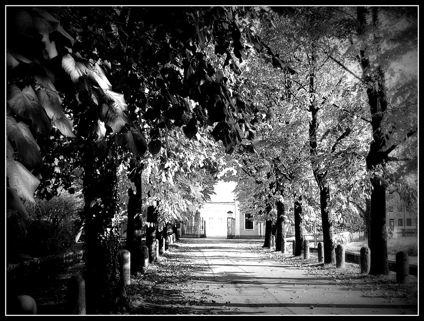 Viale d'autunno...