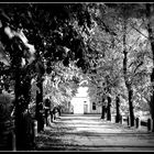 Viale d'autunno...