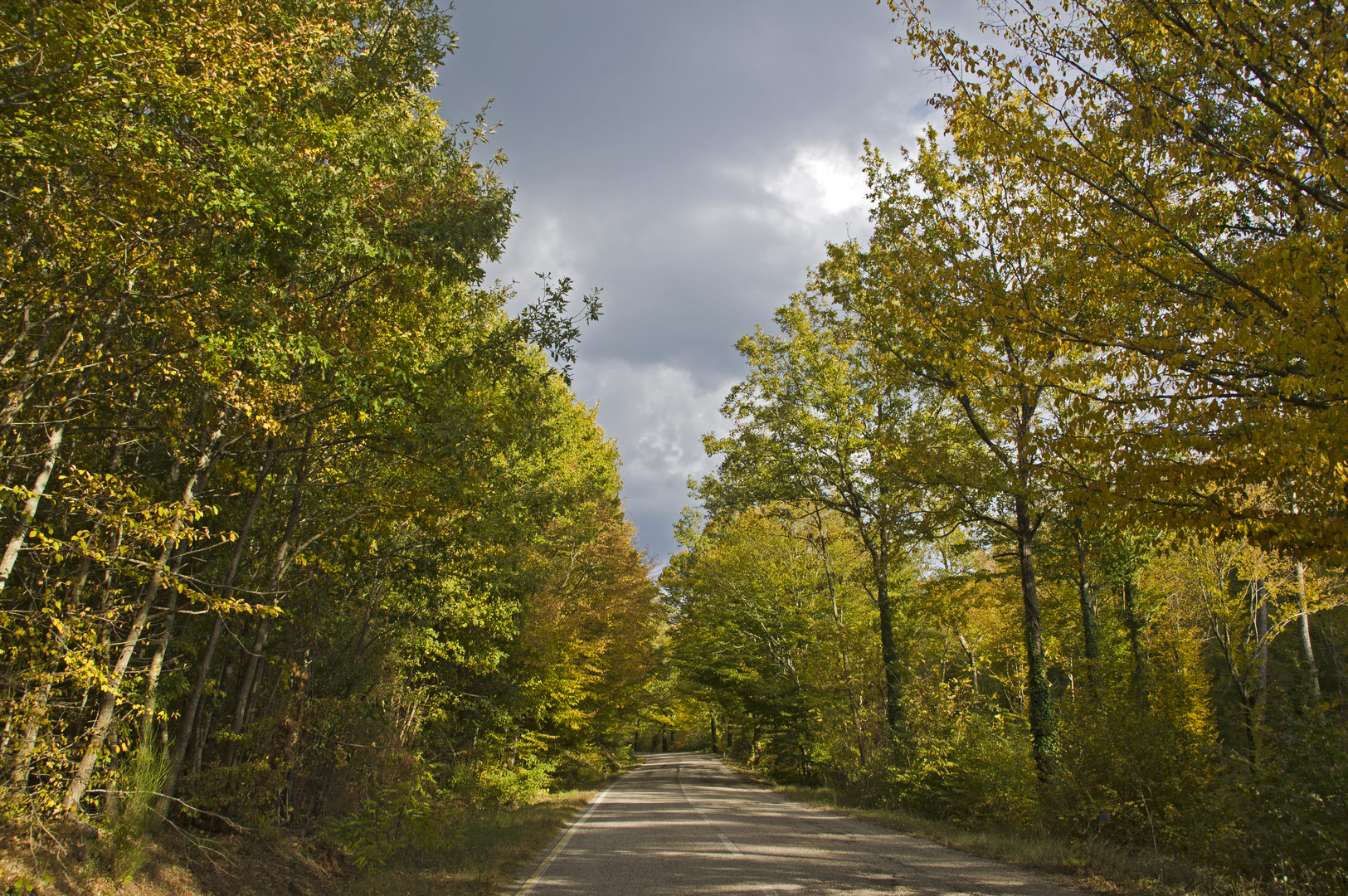 Viale d'autunno