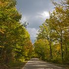 Viale d'autunno