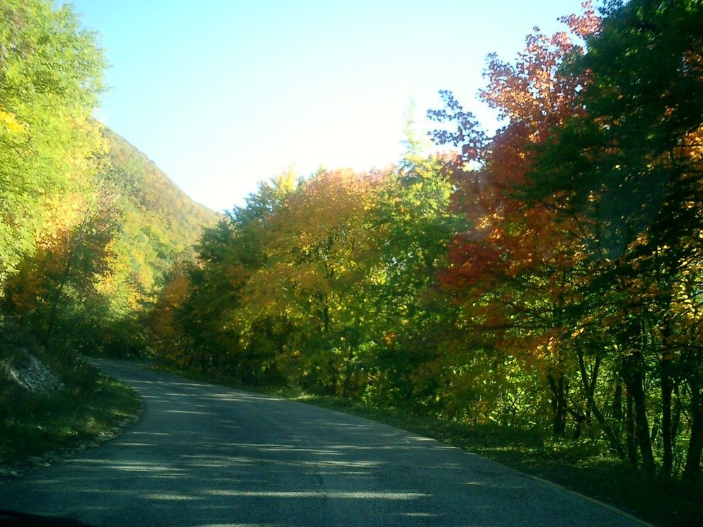 Viale d'autunno.