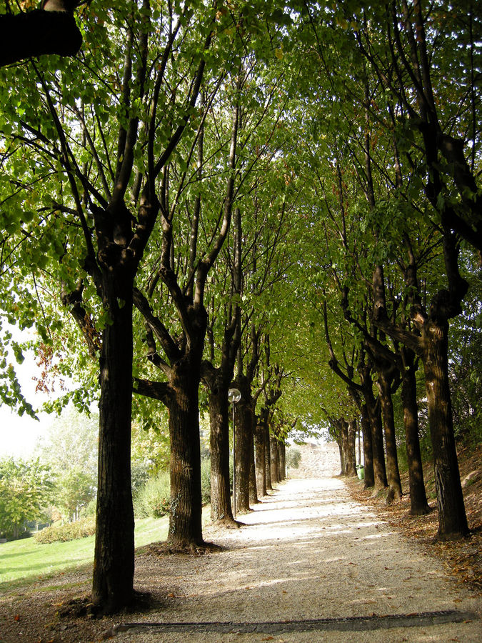 Viale d'Autunno