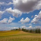 Viale dei Cypressi - Poggio covili