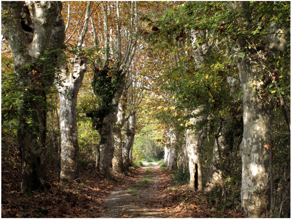 Viale di campagna