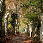 Viale di campagna