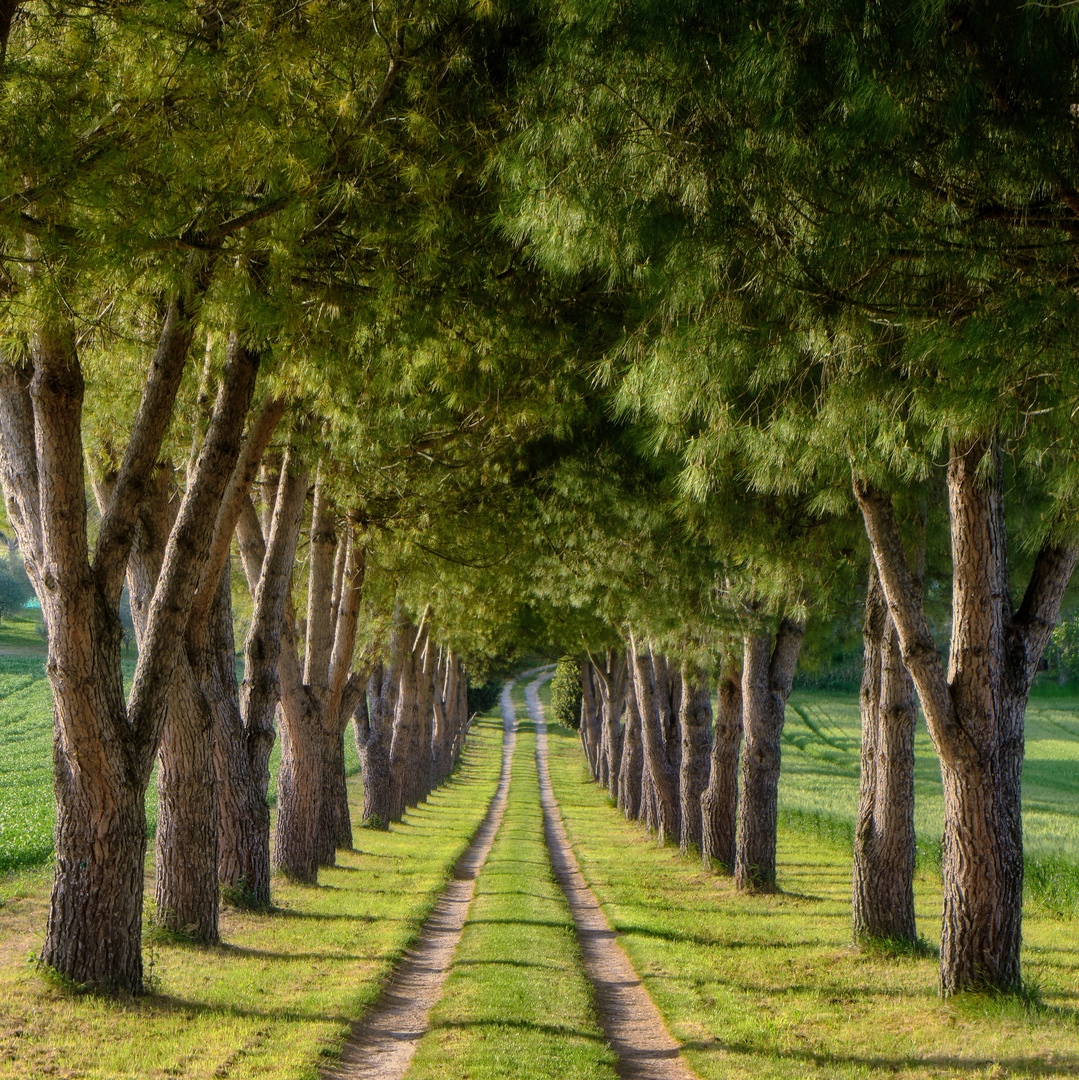 viale di pini