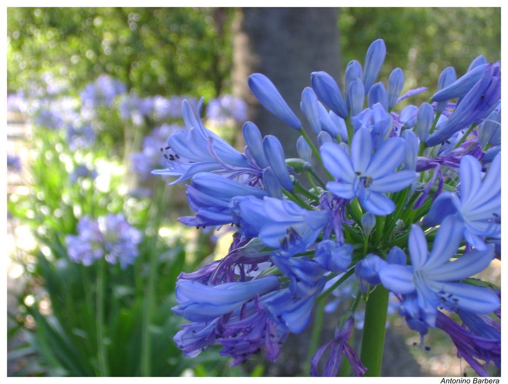 Viale fiorito - Agapanto (Agapanthus africanus)