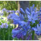 Viale fiorito - Agapanto (Agapanthus africanus)