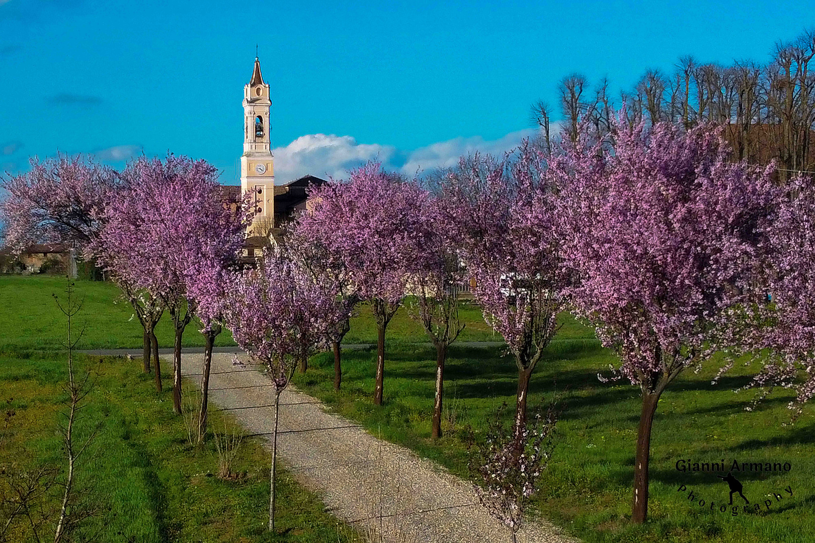  Viale fiorito e chiesa San Giuliano Nuovo Alessandria, Piemonte, Italia 