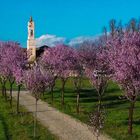  Viale fiorito e chiesa San Giuliano Nuovo Alessandria, Piemonte, Italia 
