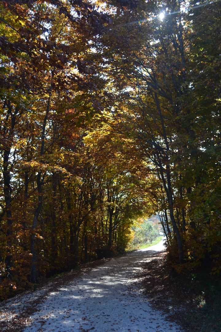 Viale in autunno