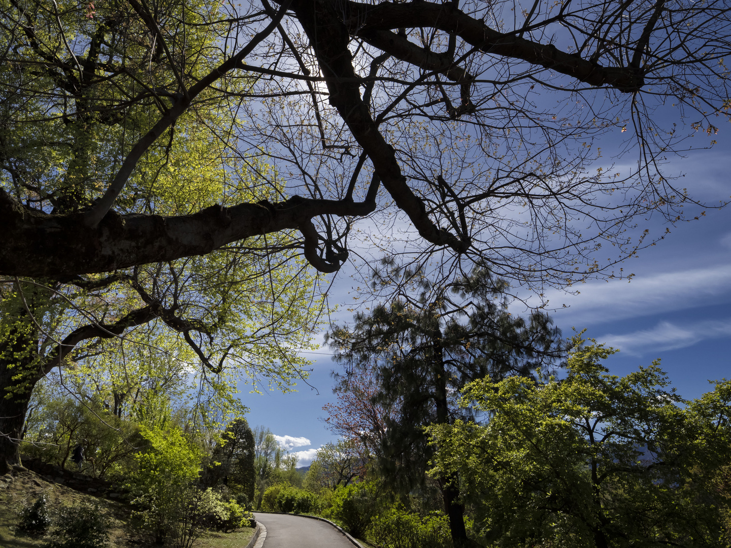 Viale nel parco