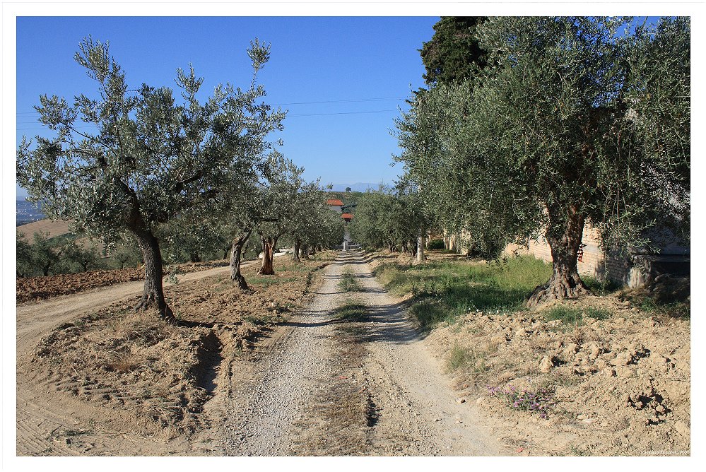 Viale nell'Abruzzo