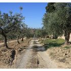 Viale nell'Abruzzo