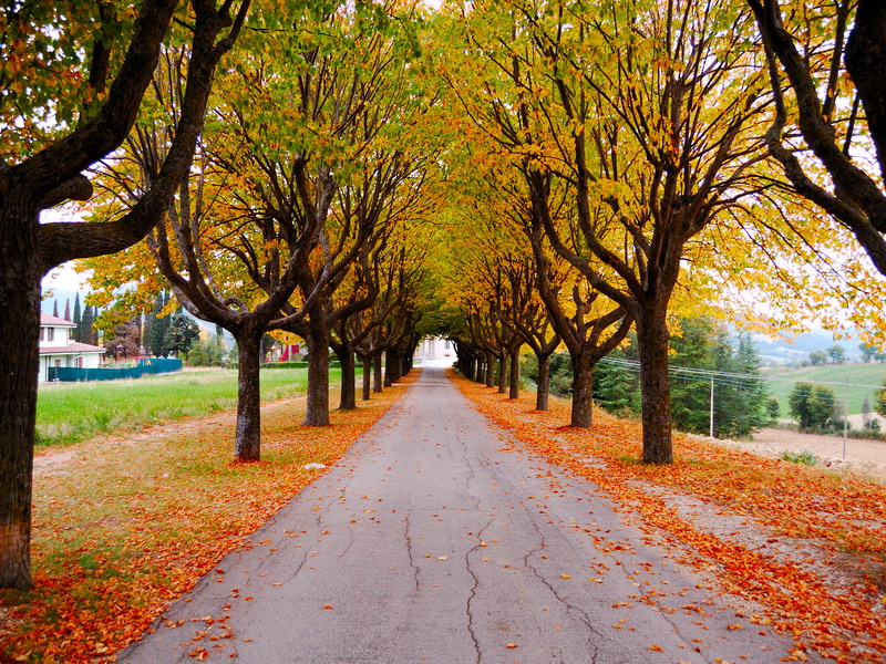 Vialetto d'autunno di Simone Onofri 