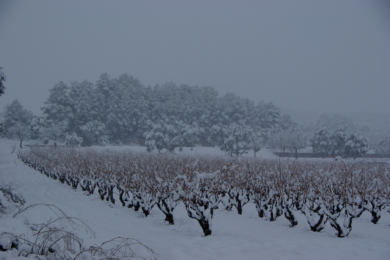 Viñas en Invierno