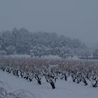 Viñas en Invierno