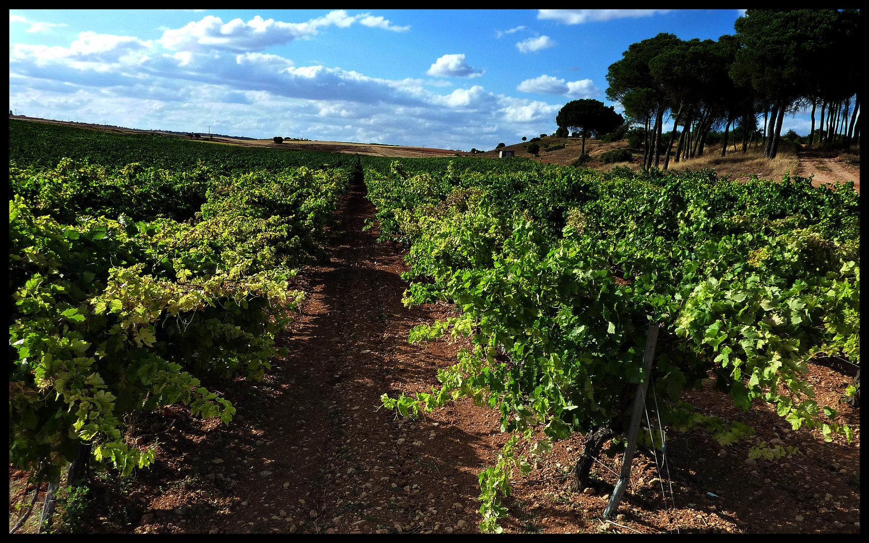 VIÑAS MANCHEGAS