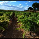 VIÑAS MANCHEGAS