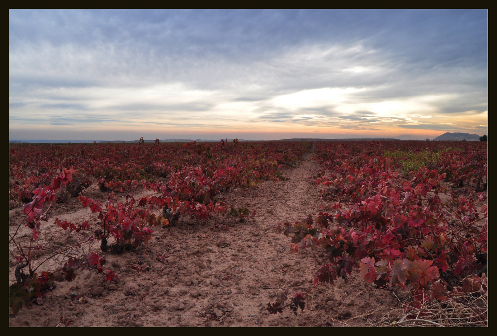 Viñas rojas