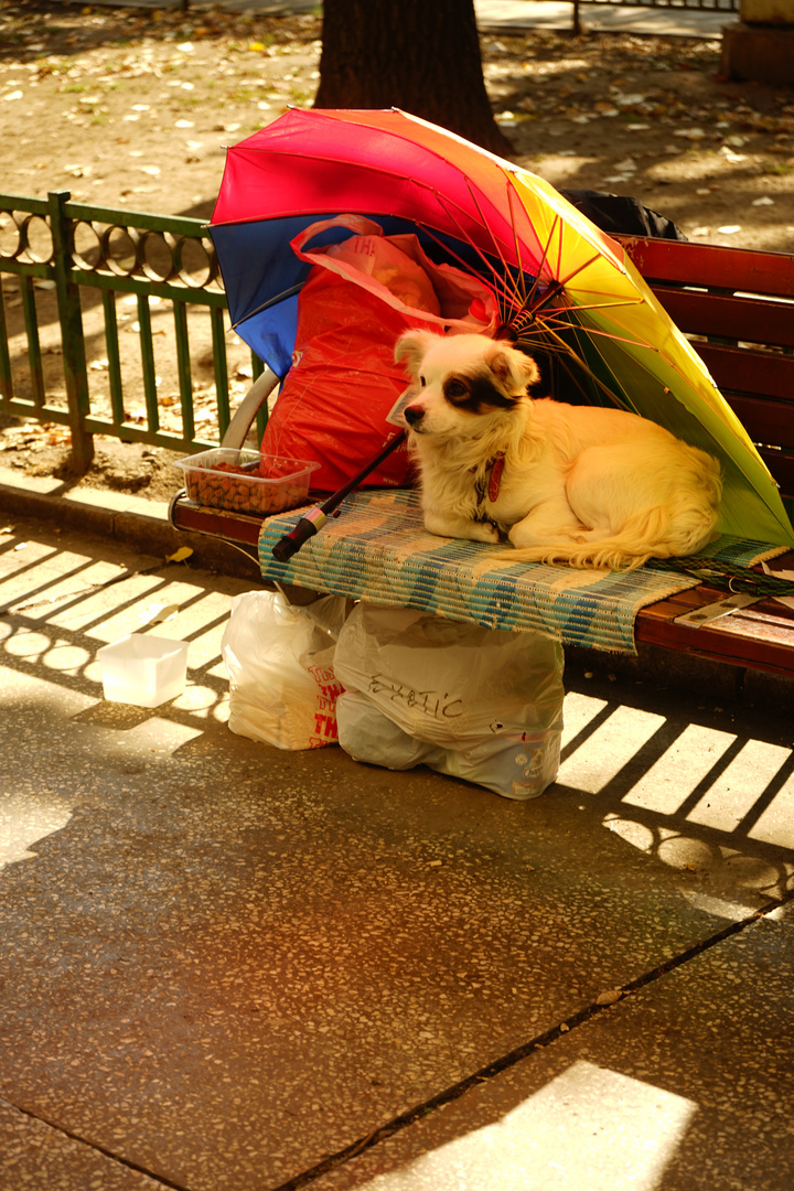 Viata de caine - Hunde leben in Bucharest