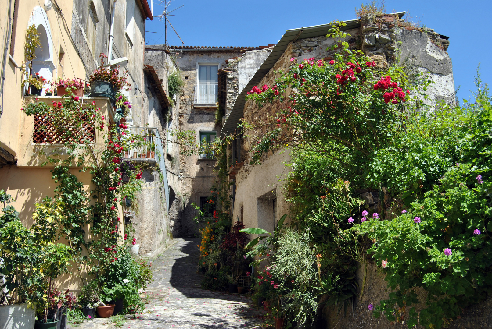 Vibonati - SA - Vicolo in fiore