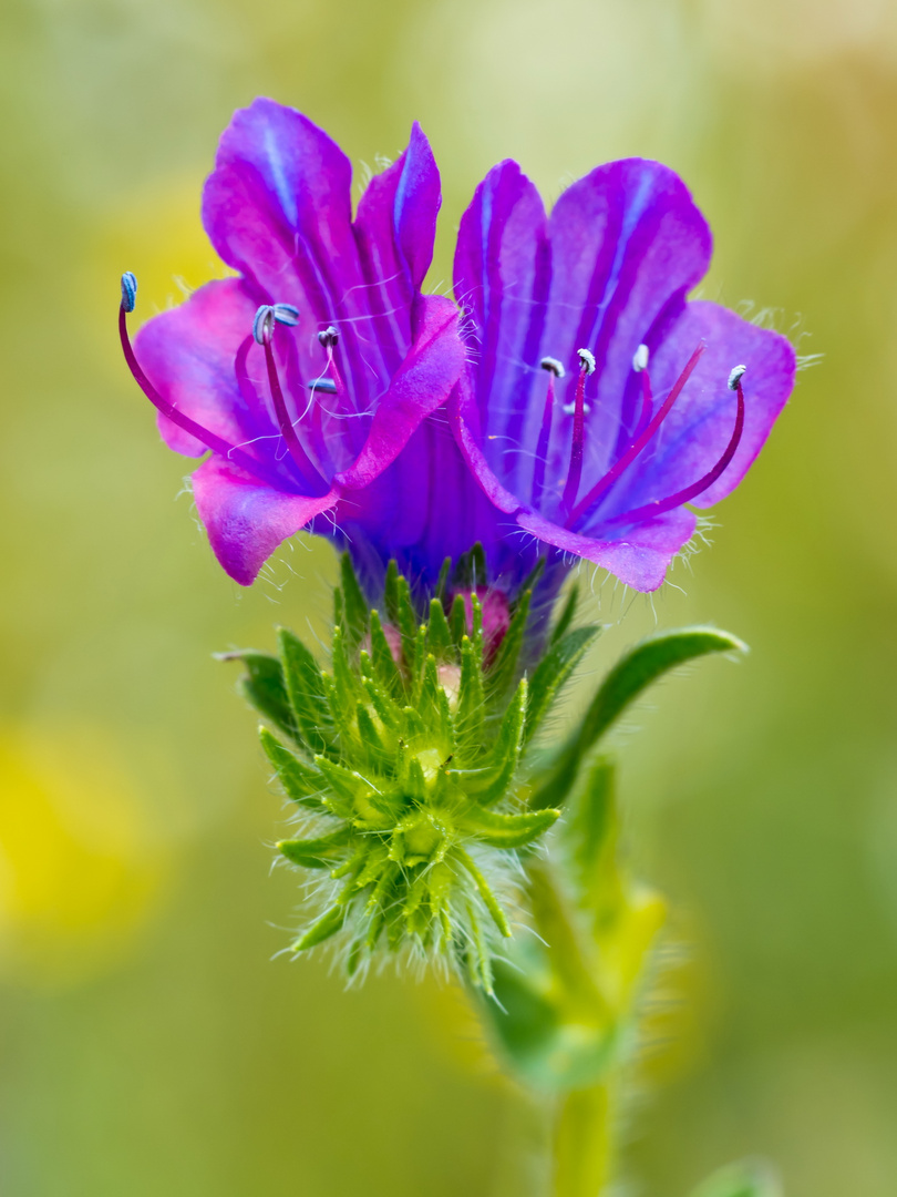  Viborera (Echium plantagineum)