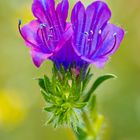  Viborera (Echium plantagineum)