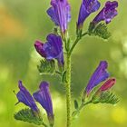 Viborera (Echium plantagineum L.)