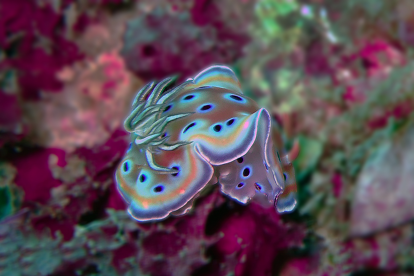Vibrant Sea slug in Balinese water