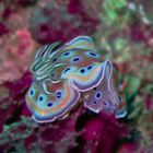 Vibrant Sea slug in Balinese water