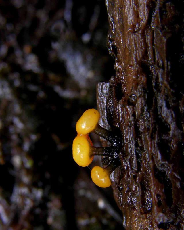 Vibrissea truncorum Fries.