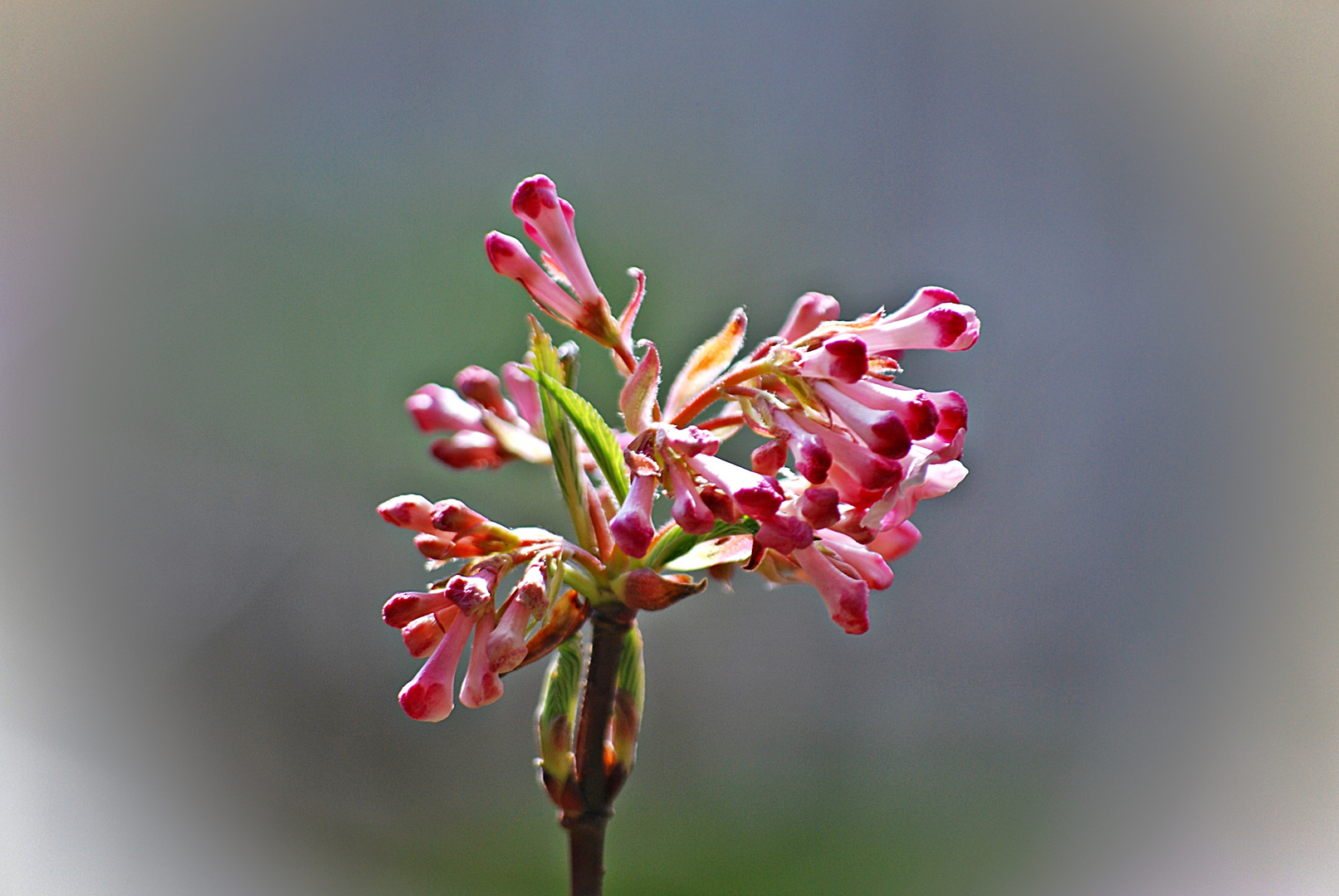 Viburnum... 2