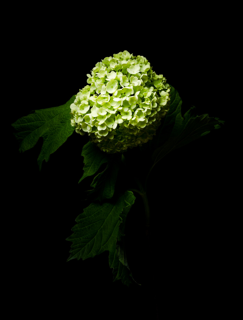 Viburnum