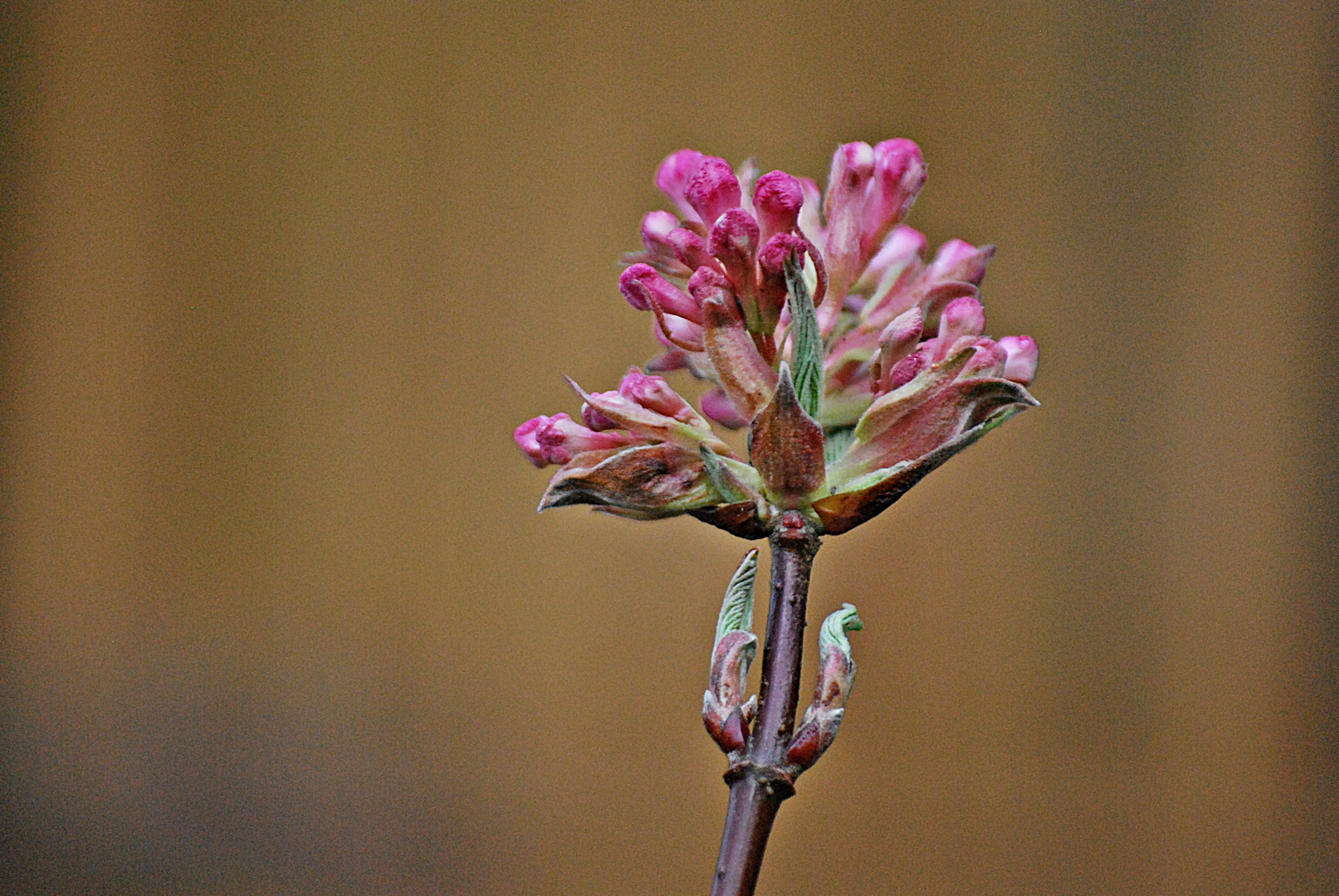 Viburnum...