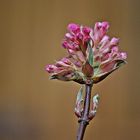 Viburnum...