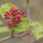 Viburnum bitchiuense.