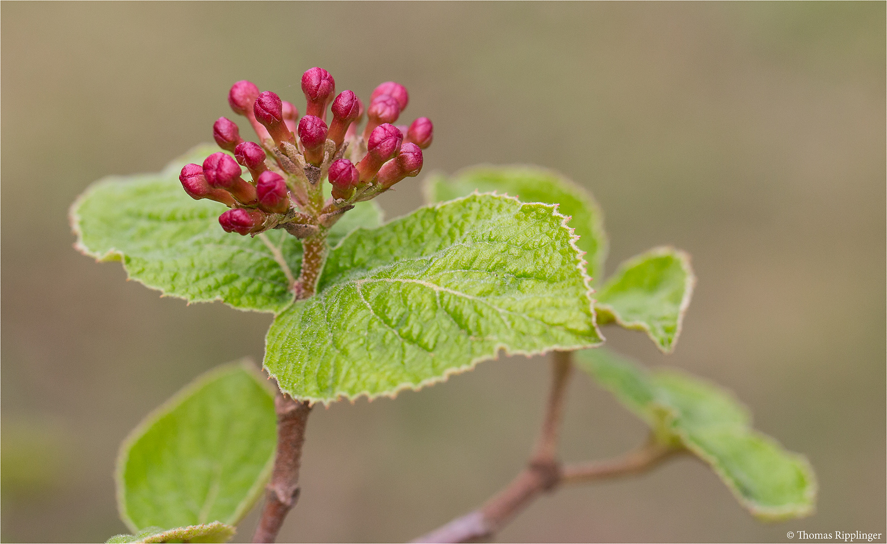 Viburnum bitchiuense