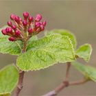 Viburnum bitchiuense