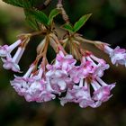 Viburnum bodnantense 'Dawn'