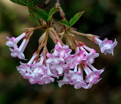 Viburnum bodnantense 'Dawn'