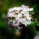 Viburnum carlcephalum