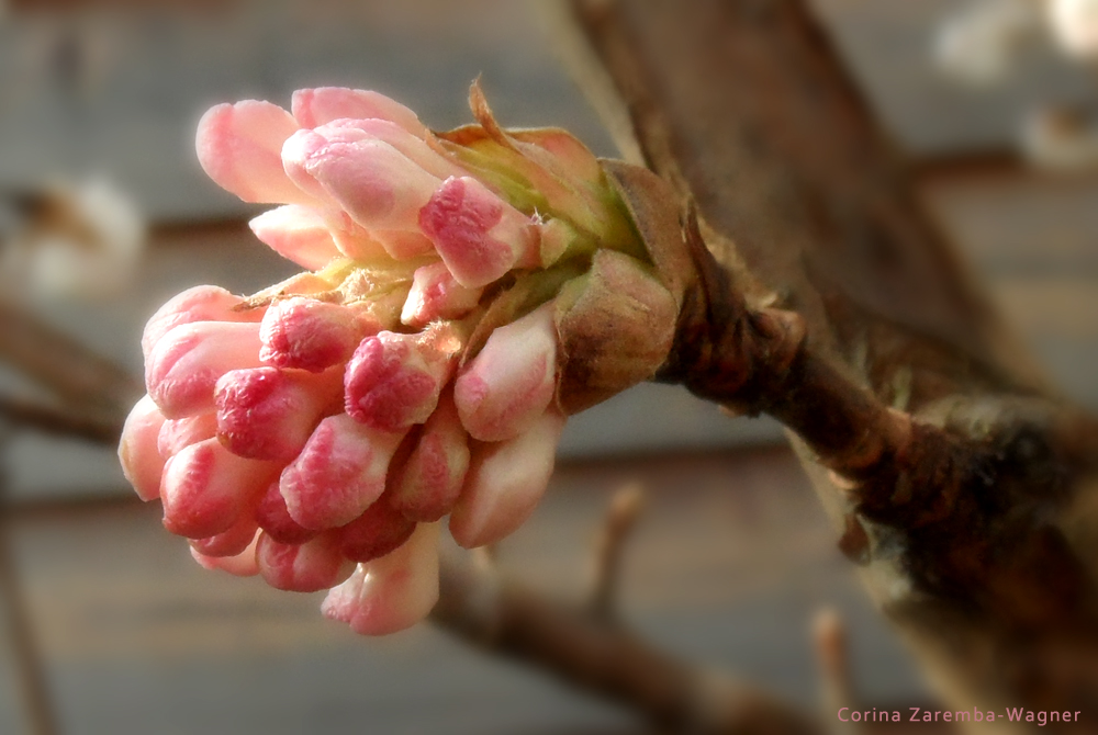 Viburnum Carlesii - Koreanischer Duftschneeball (2)